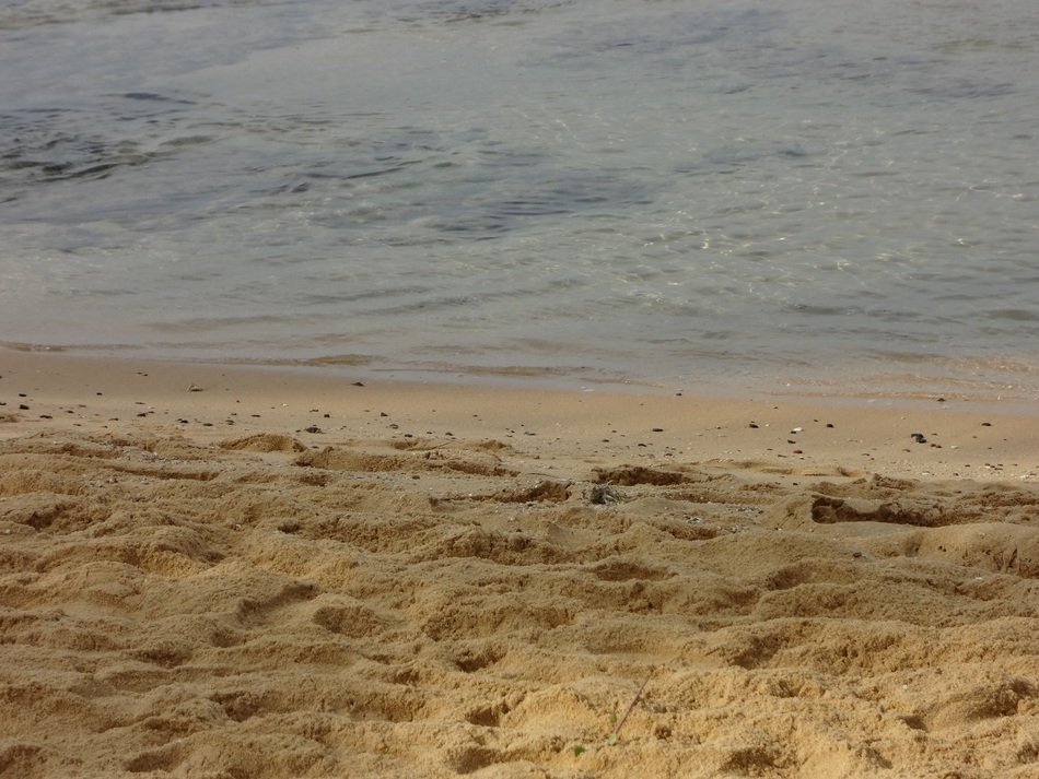 summer sandy beach near the ocean