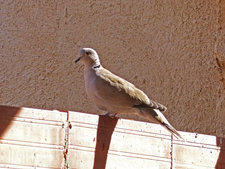 turtle-dove sits on the fence