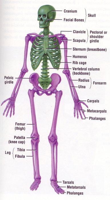 İllustration of the skeleton