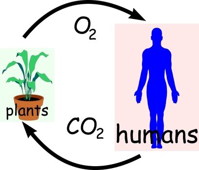 Carbon And Oxygen Cycle