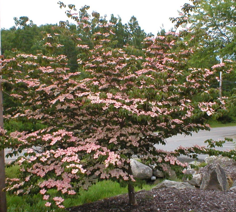 flowering dogwood tree in the garden