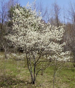Flowering Dogwood Tree