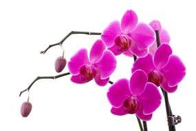 bright pink orchid flowers
