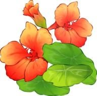 drawn hawaiian pink flower with green leaves