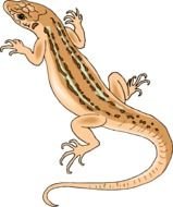 Lizard N36