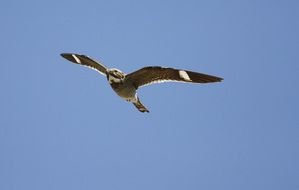 Snow Hawk flies in the blue sky as clipart