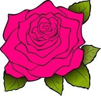 depiction of a pink rose