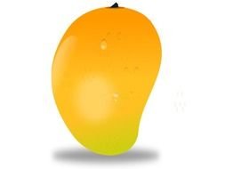 Mango Picture For Fruit