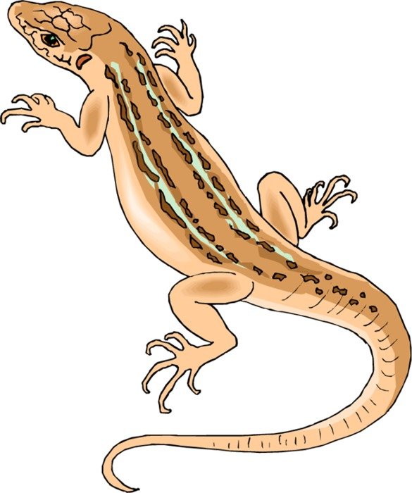 Lizard N36