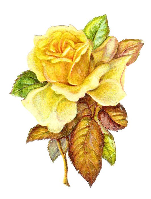 yellow rose with dry leaves