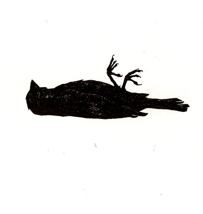 silhouette of a dead bird on a white background