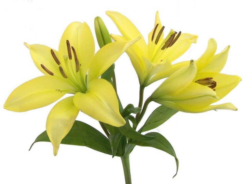 yellow lilies on a white background