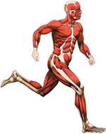 drawing of human muscles on a man while running