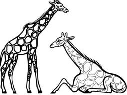 two Giraffes, Black and White Line Art
