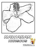 Hawaiian Hibiscus Flower Coloring Pages Free Vector Download