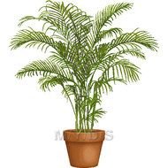 Golden Cane Palm Areca Picture Large