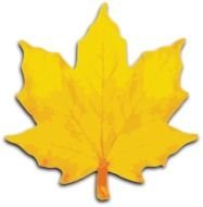 painted yellow maple leaf on a white background