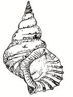 clipart of the conch shell