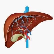 drawing of liver organ