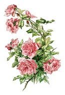 Vintage Pink Roses Illustration drawing