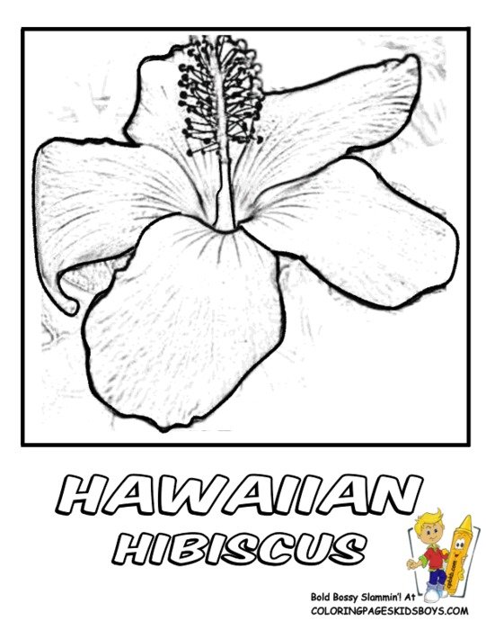 Hawaiian Hibiscus Flower Coloring Pages Free Vector Download
