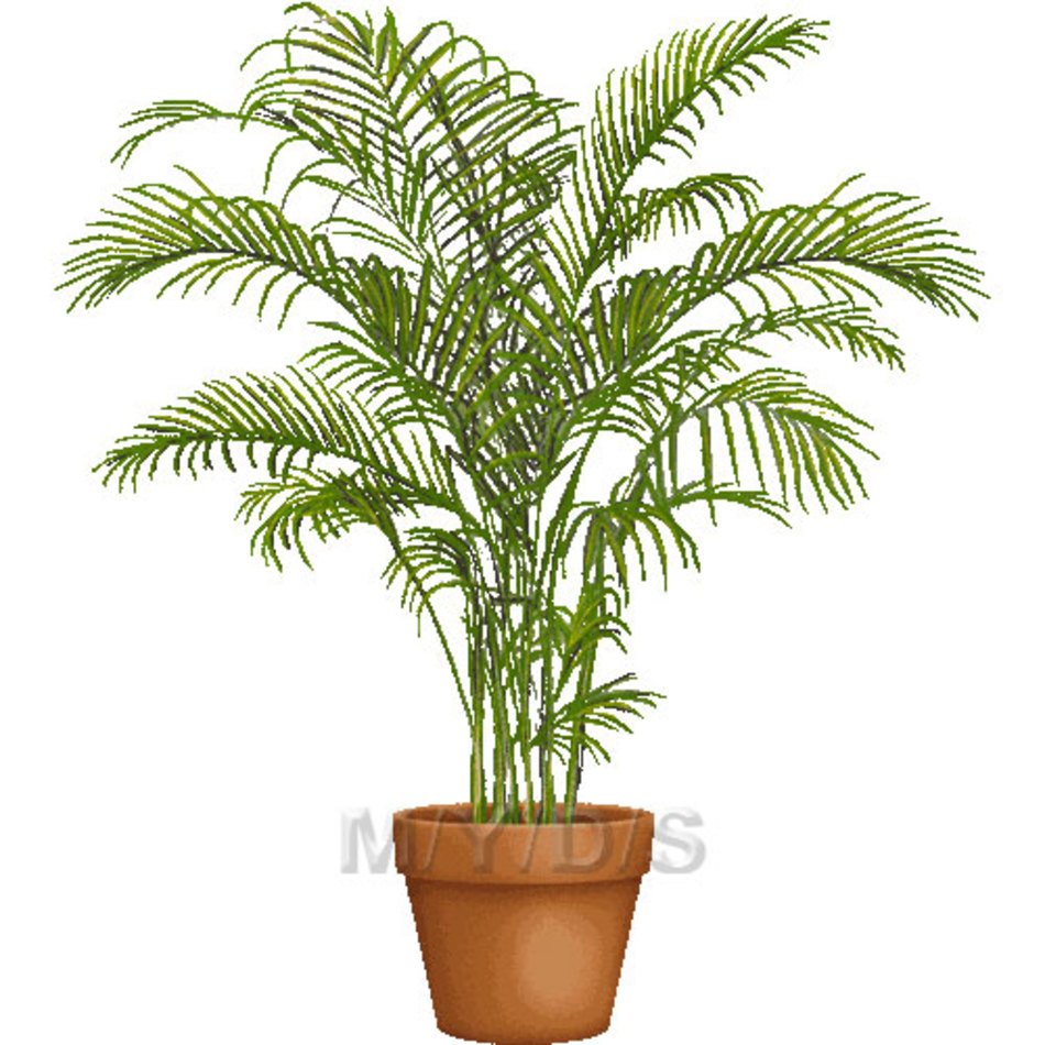 Golden Cane Palm Areca Picture Large
