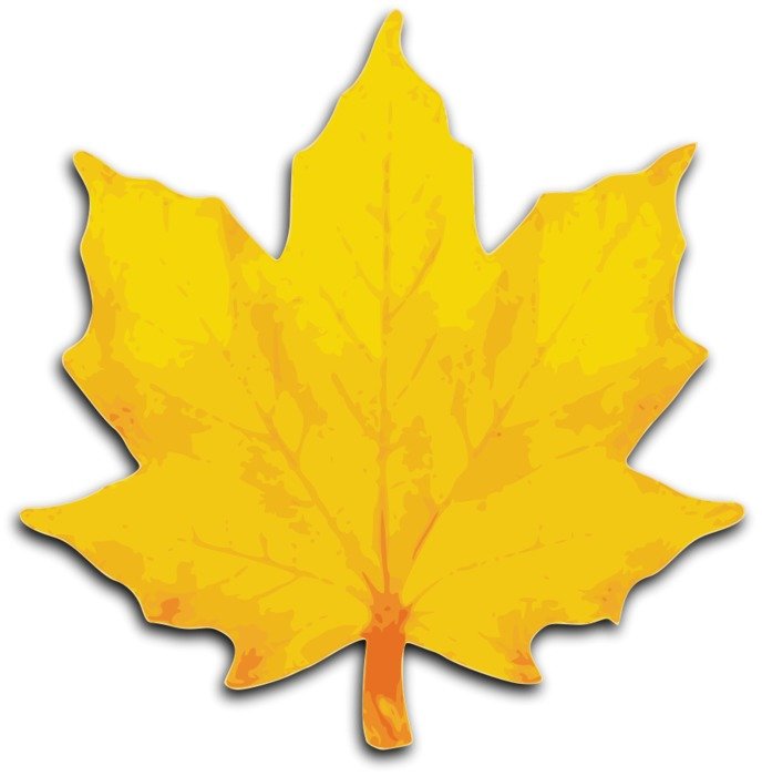 painted yellow maple leaf on a white background