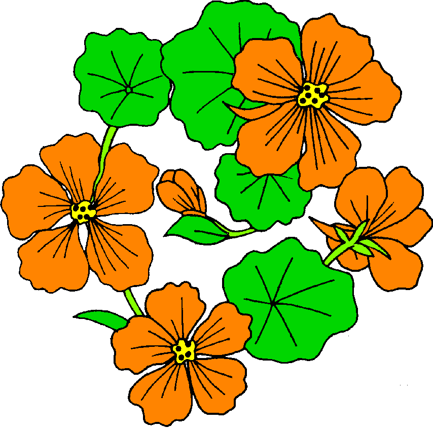 Orange blossom drawing free image download