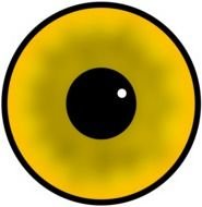 big yellow eye