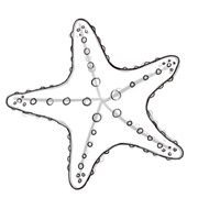 Starfish Outline &ndash; Item 5 Vector Magz Free Download