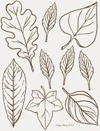 black and white drawings of leaves