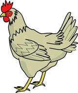 Grey chicken clipart