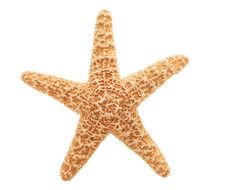 dried starfish