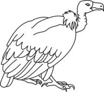 Big White Vulture At Clkercom Vector Online