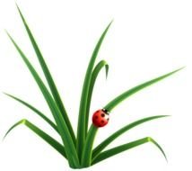 Clip Art For The Spring Season N2