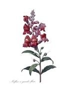 Vintage French Red Snapdragon Digital Image By Tanglestreasures $200 clipart