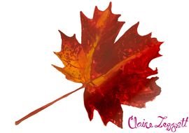 clipart of the Autumn Leaf