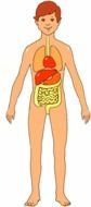 gastrointestinal system as a graphic illustration