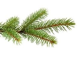 green spruce branch on a white background