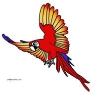Tropical Rainforest Animals N2