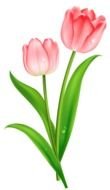 pink tulip with green leaves