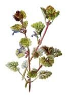 Burgundy Flower drawing