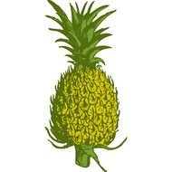 Pineapple 1 500&amp;215500 clipart