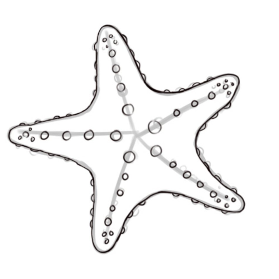 Starfish Outline &ndash; Item 5 Vector Magz Free Download