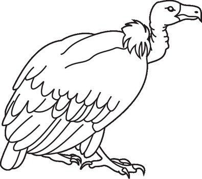 Big White Vulture At Clkercom Vector Online