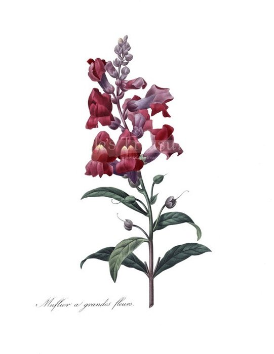 Vintage French Red Snapdragon Digital Image By Tanglestreasures $200 clipart