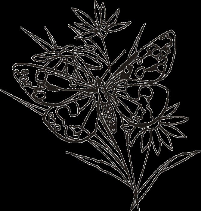 ice Butterfly Drawing