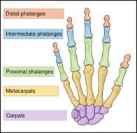Human hand bones clipart