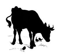 black silhouette of a cow on the field