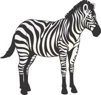 Cartoon Zebra drawing